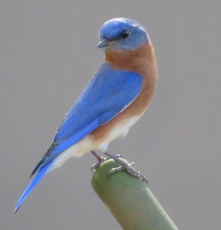 Bluebird